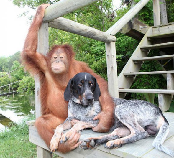 Орангутанг Сур’я й пес Роско.