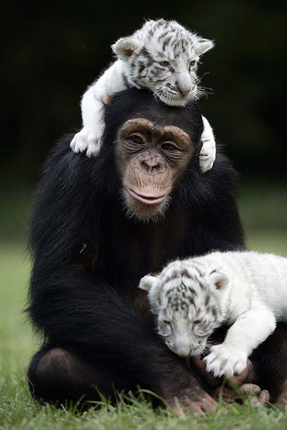 Шимпанзе Анжана й тигренята.