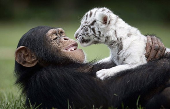 Шимпанзе Анжана й тигренята.