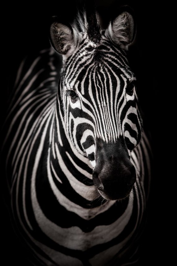 Горан Анастасовський робить дивовижні фото диких тварин