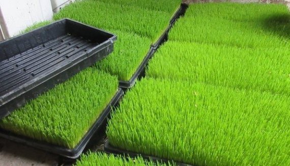 Хмельницкая область: американець на власній фермі вирощує мікрозелень