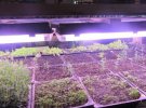 Хмельницкая область: американец на собственной ферме выращивает микрозелень