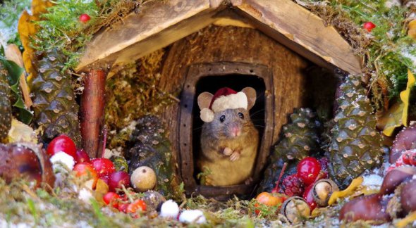 Фотограф в саду побудував для мишей неймовірні будиночки. Фото: Georgethemouseinalogpilehouse