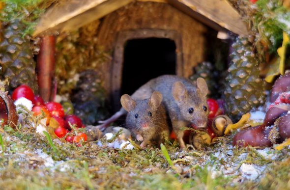 Фотограф в саду построил для мышей невероятные домики. Фото: Georgethemouseinalogpilehouse