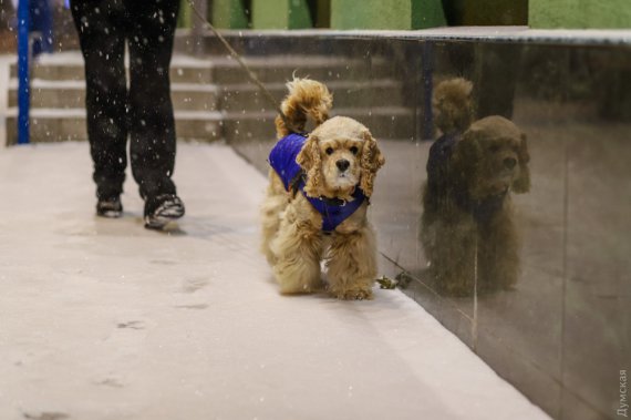 Сніжна казка в Одесі