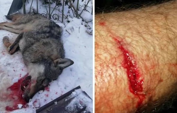 В селах Белявинцы и Петликовцы Бучацкого района на Тернопольщине волк напал на 2 людей
