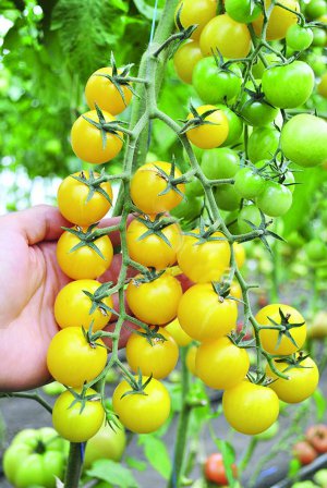 Сорт помідор Голдвін дає жовті плоди майже по 25 грамів. Вони щільні, стійкі до розтріскування