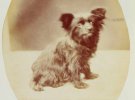 Показали собак королевы Виктории