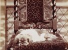 Показали собак королевы Виктории