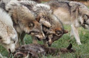Вінницька область: зграя вовків-мутантів тримають у страху жителів усього Могилів-Подільського району