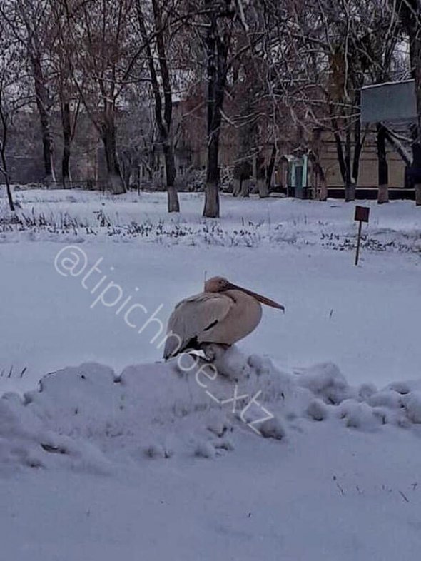 По улицам Харькова разгуливает пеликан