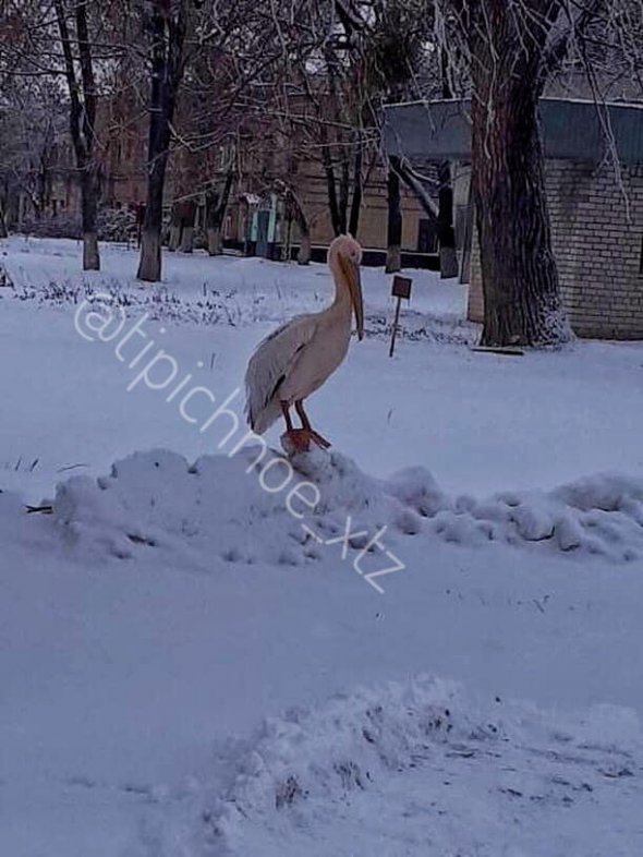 По улицам Харькова разгуливает пеликан