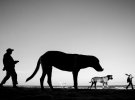 Мехіко Мойзес Леві фіксує унікальні моменти взаємодії людей і тварин