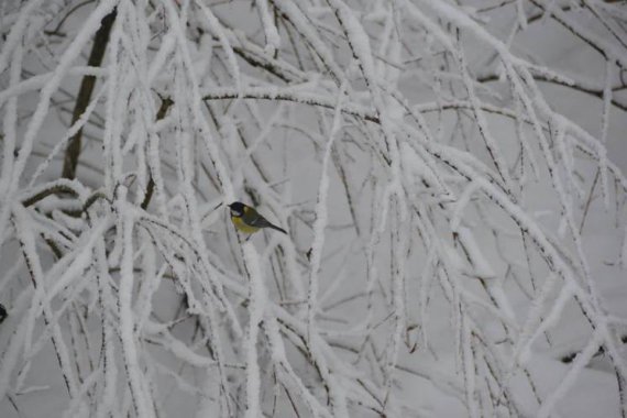 Сфотографували засніжене Закарпаття