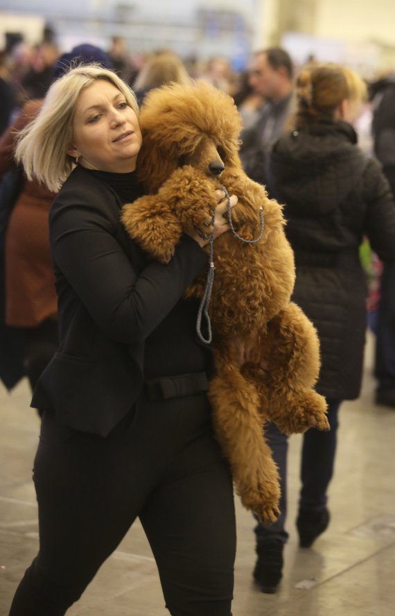 В Киеве прошла выставка собак