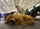 В Киеве прошла выставка собак