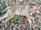 В Винницкой области постреляли волков-мутантов, которые приводили страх на весь район