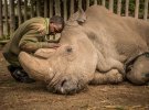 Март. 26-летний Джозеф Вачира сидит возле Судана - последнего на планете самца северного белого носорога за несколько минут до его смерти