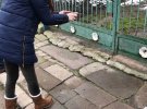 На Тернопольщині у місті Чортків посерд кам'яної дороги помітили надгробки