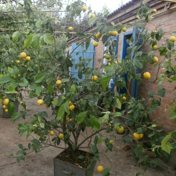 Полтавець виростив майже 700 дерев лимонів на 6 сотках