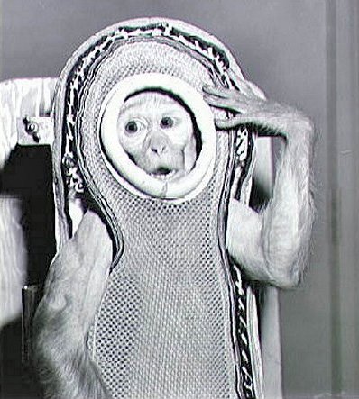 Макак-резус Сем, що зробив суборбітальний політ на кораблі в 1959 році. Фото: Вікіпедія