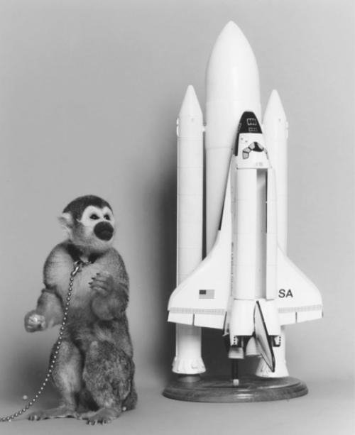 Обезьяна Гордо на борту ракеты АМ-13 провела 15 минут в космосе. Фото: forum.violity.com 