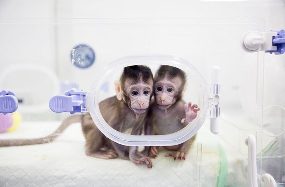 Макаки-близнючки Чжун Чжун і Хуа Хуа – перші примати, які народилися за допомогою клонування. 20 років тому таким же чином клонували знамениту вівцю Доллі. Шанхай, Китай
