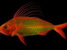 В сентябре эколог В. Л. Смит в Канзасском университете в Лоуренсе показал новую технику визуализации на примере рыбы. Кости окрашиваются в разные цвета