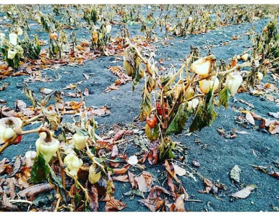У теплицях, створених ватажком ДНР Захарченком,    почав гнити врожай