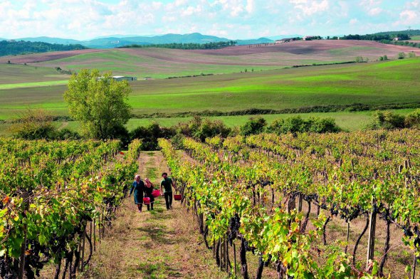 Фермери йдуть виноградниками виноробні ”Коломбая” в італійській Тоскані
