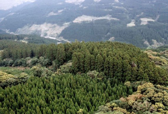 В японском лесу нашли загадочные круги с кедров. Оказалось, что это давний научный эксперимент по исследованию роста деревьев в различных условиях