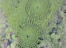 В японському лісі знайшли загадкові кола із кедрів. Виявилося, що це давній науковий експеримент по дослідженню росту дерев у різних умовах