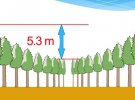 В японском лесу нашли загадочные круги с кедров. Оказалось, что это давний научный эксперимент по исследованию роста деревьев в различных условиях