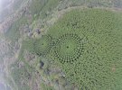 В японському лісі знайшли загадкові кола із кедрів. Виявилося, що це давній науковий експеримент по дослідженню росту дерев у різних умовах