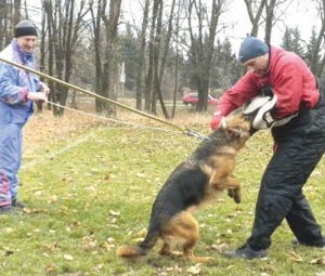 Юрій Пчолкін (ліворуч) тренує собаку з кличкою Санді Айшин. Поруч стоїть власник тварини Станіслав Литовченко із Черкас