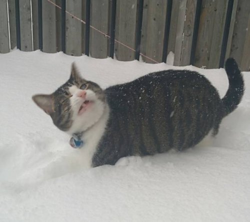 Зима для котів — не найулюбленіша пора року.
