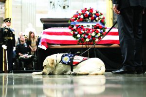Лабрадор Саллі лежить біля гроба з тілом свого господаря — Джорджа Буша, 41-го президента Сполучених Штатів Америки