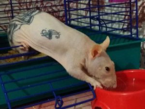На ОЛХ начали продавать лысых крыс с татуировкой