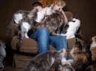Мейн кун – найбільша порода домашніх котів