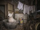Фотограф снимает пса в роли мистического жителя заброшенных домов