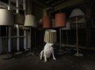 Фотограф снимает пса в роли мистического жителя заброшенных домов