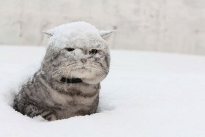 Врежет до минус 11 - синоптик. Фото: pikabu