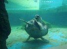 Дикі та смішні: фотопідбірка диких тварин під водою, які підкорюють своєю безпосередністю