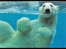 Дикі та смішні: фотопідбірка диких тварин під водою, які підкорюють своєю безпосередністю