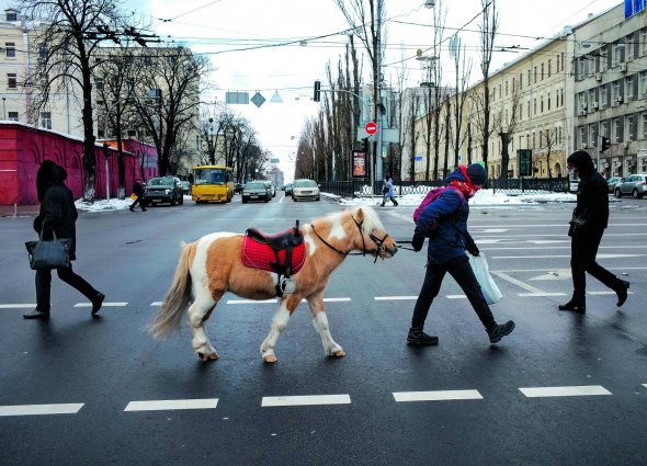 Чоловік переводить поні через перехід біля корпусу університету імені Тараса Шевченка 3 січня. 30 хвилин катання на свята коштувало 450 гривень. У кінних клубах Києва беруть 200 гривень за годину