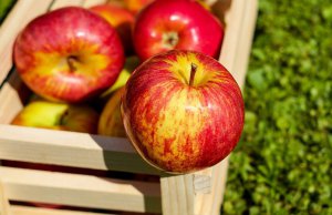 Експорт яблук з України зріс на 55% порівняно з листопадом 2017 року. Фото: AgroPortal.ua