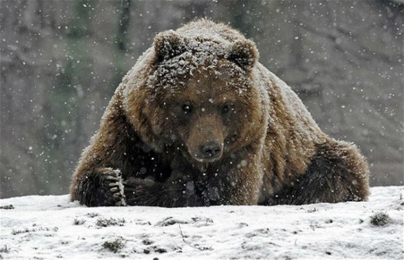 В винницком зоопарке медведи не заснули из-за слишком теплой зимы