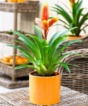Фрезія — багаторічна рослина. Має яскраво-червоні помаранчеві чи жовті суцвіття. Щойно вони відцвітуть і зів’януть — зрізають