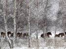 Коні Пржевальського