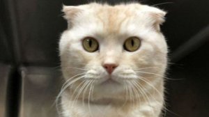В приюте для животных на Тайване получили посылку, в которой нашли шотландского вислоухого кота